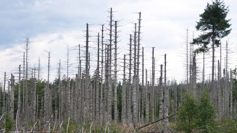 Klimawandel-Baumsterben im Nationalpark Harz nahe des Brocken  (Foto: IMAGO, IMAGO / Martin Wagner)