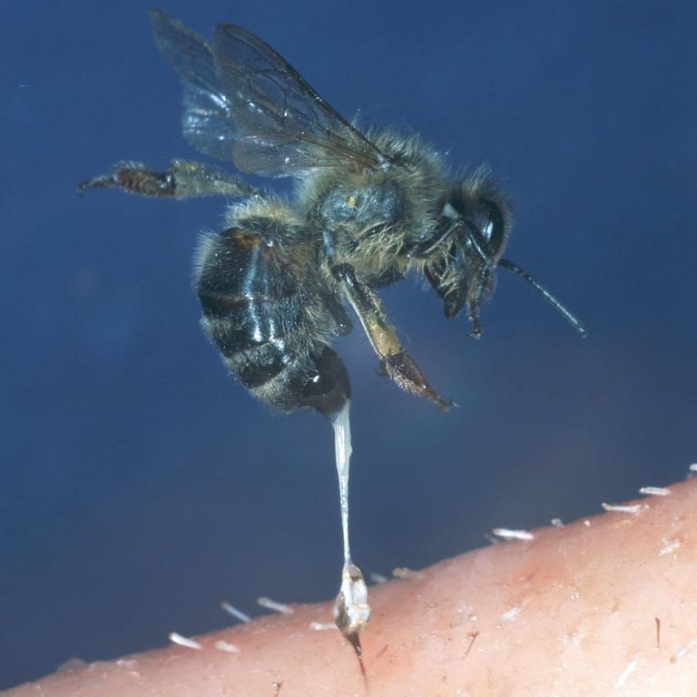 Biene reißt sich nach einem Stich ihren Stachel heraus. Gift hatten Bienen schon vor ihrem Stachel. (Foto: picture-alliance / Reportdienste, picture alliance / blickwinkel/Hecker/Sauer | Hecker/Sauer)