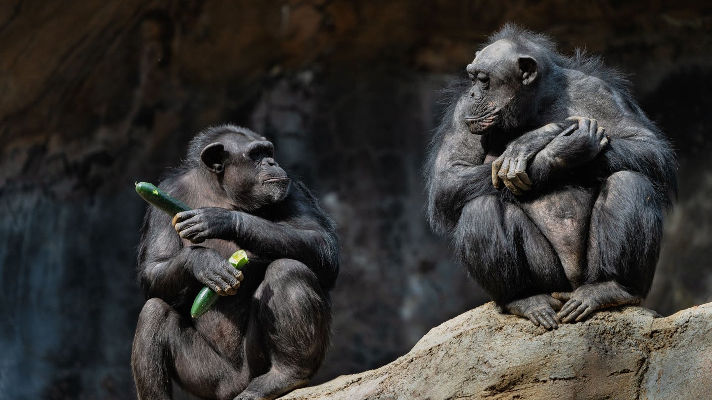 Menschenaffen wie Bonobos und Schimpansen besitzen ein soziales Gedächtnis. Sie erinnern sich selbst Jahrzehnte später an Freunde, hat Laura Lewis mit ihrem Team hersuagefunden.  (Foto: IMAGO, IMAGO/Pond5 Images)