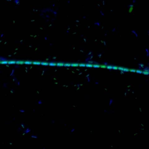 Mikrobe des Jahres - Kabel aus Bakterien - Kette von Candidatus Electronema-Zellen unter dem Epifluoreszenzmikroskop (Foto: Andreas Schramm, Vereinigung für Allgemeine und Angewandte Mikrobiologie)