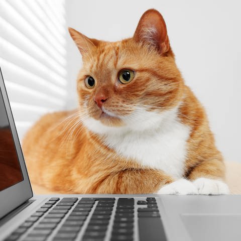 Katze vor Computer. Es ist ein Wunsch, den wohl jeder Haustierhalter kennen dürfte: der Traum, mit Tieren sprechen zu können. Nun könnte KI dabei helfen, den ersehnten Durchbruch zu machen. (Foto: IMAGO, Pond5 Images)