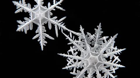Arctic snowflake.  Collected during a MOSAiC expedition near the North Pole.  (Photo: Press Office, Hoffman 2021-23)