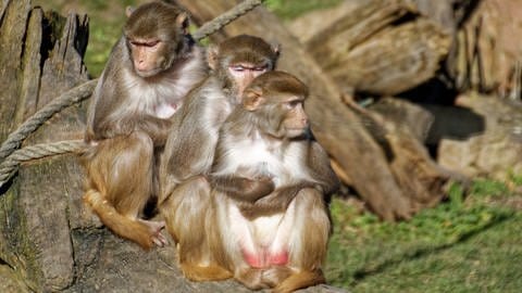 Rhesus-Affen können mehr als 20 Jahre alt werden. Der geklonte Rhesus-Affe lebt bereits drei Jahre.