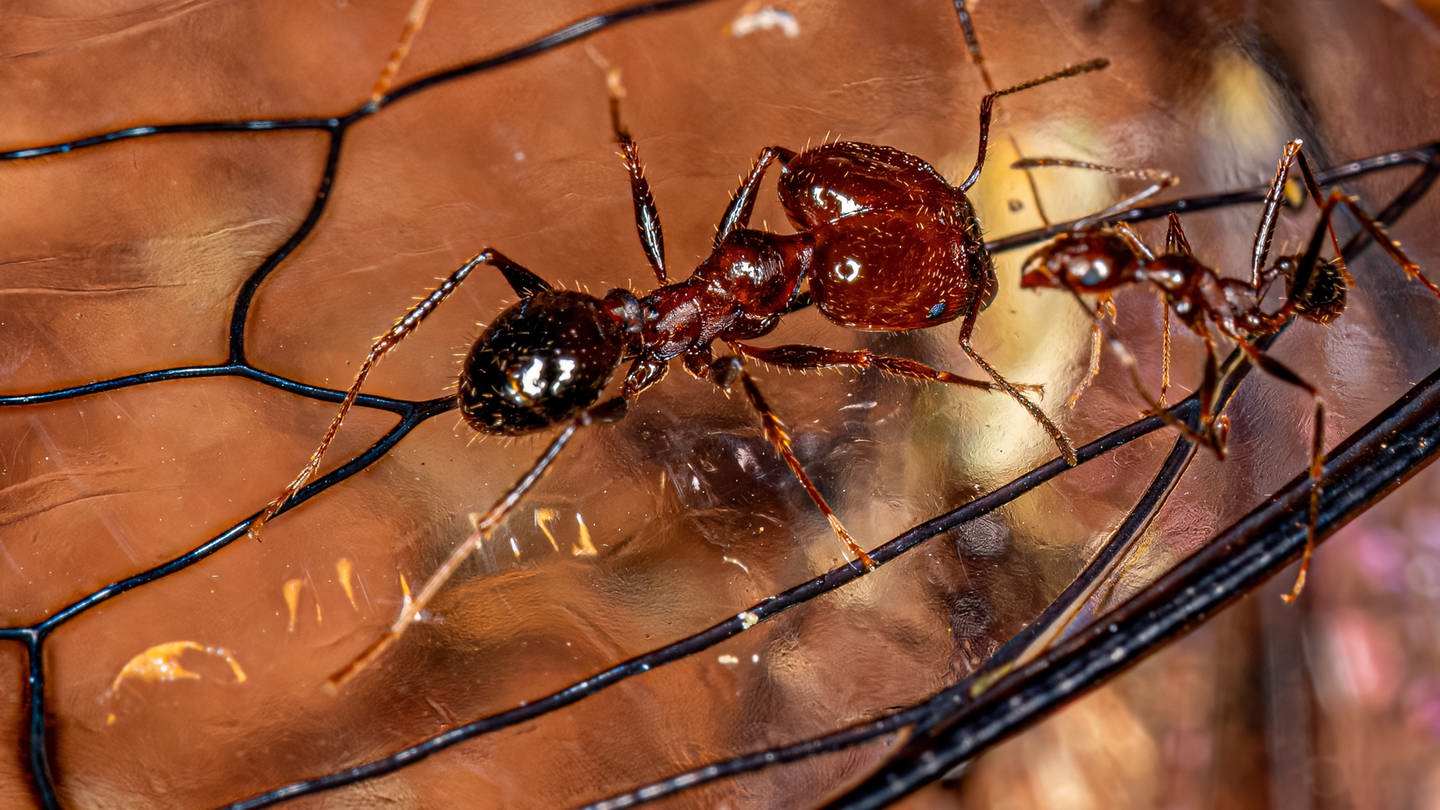 Das Bild zeigt eine Ameise der Gattung 
