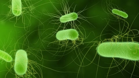 Möglicherweise können bestimmte E. coli-Bakterien auch Darmkrebs auslösen. Das ist einer der neuen Ansätze in der Krebsforschung. (Illustration)