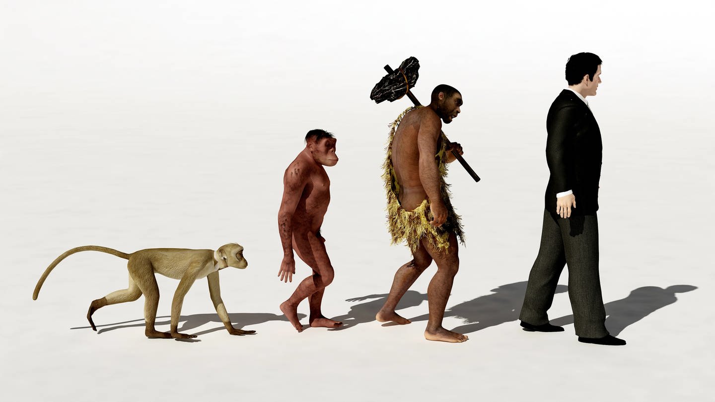 Der Mensch und Menschenaffen haben keinen Affenschwanz wie andere Primaten. Dafür verantwortlich ist ein kleines DNA-Stück, das das Ablesen eines Genes stört. Unklar ist, warum die Schwanzlosigkeit sich durchsetzte.