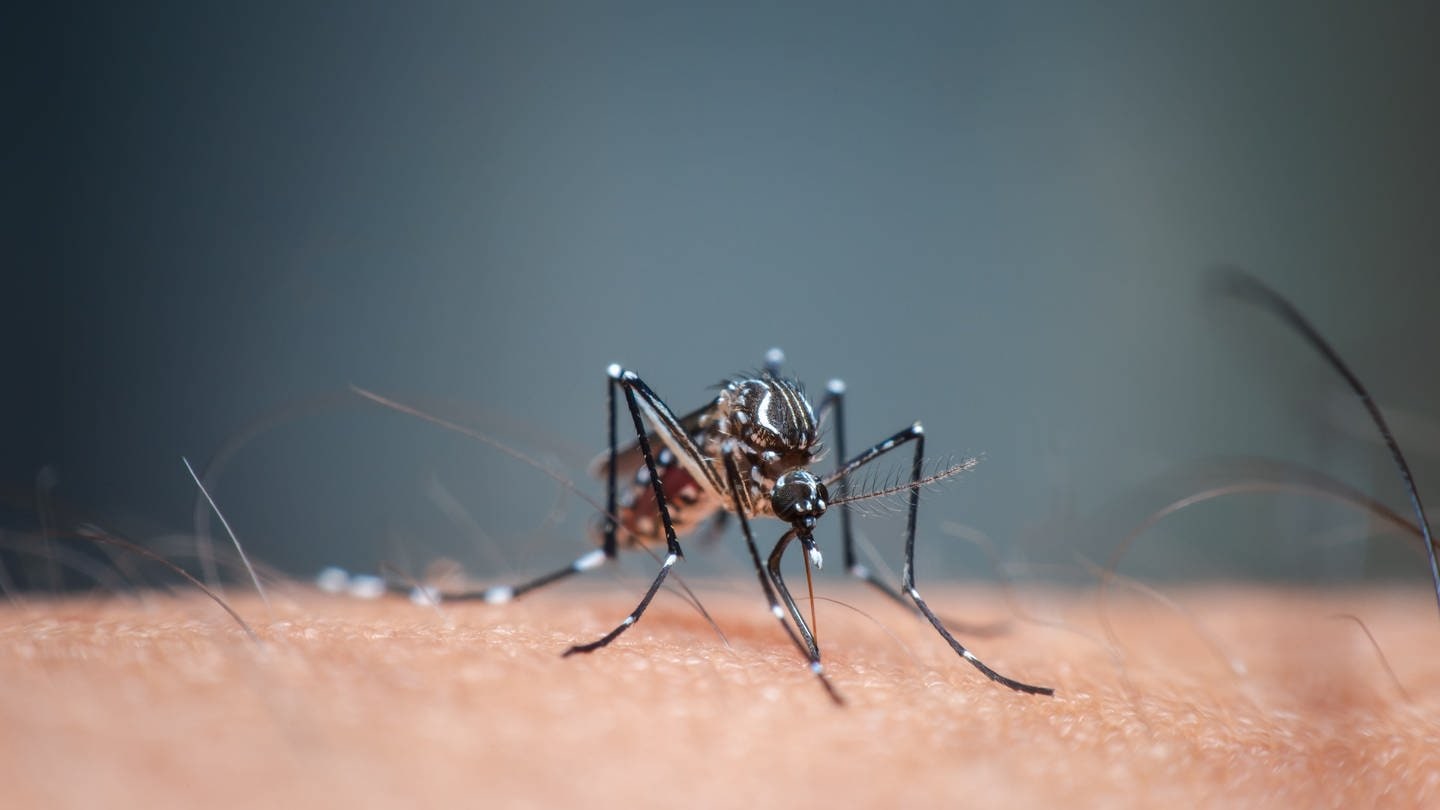 Mücken bringen tropische Viren nach Europa und lösen dort bisher unbekannte Virus-Erkrankungen aus. (Foto: IMAGO, IMAGO/Pond5 Images)