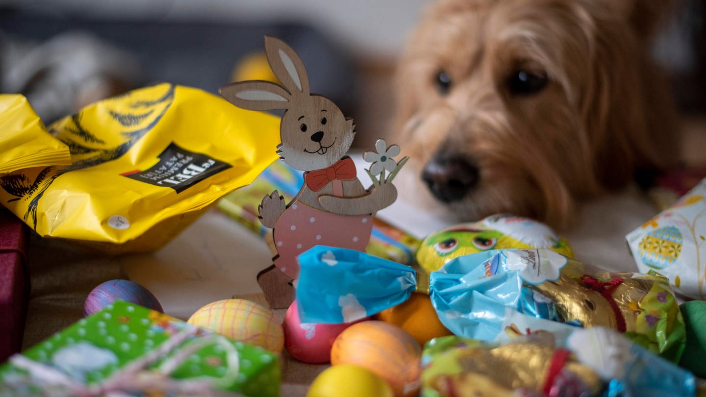 Auch wenn Hunde Ostern vielleicht gerne mitfeiern: Von Eiern oder Hasen aus Schokolade sollte man sie lieber fernhalten. Die können nämlich richtig gefährlich werden für die Vierbeiner. (Symbolbild) (Foto: IMAGO, imageBROKER/StephanxSchulz)