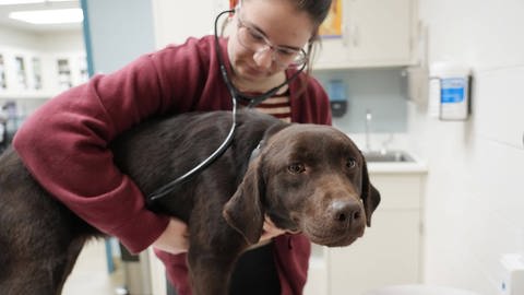 Tierarztbesuch zu Ostern? Ein Hund wird von einer Tierärztin untersucht. Symbolbild. (Foto: IMAGO, UPI Photo)
