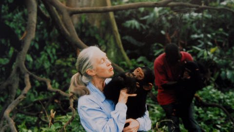 Heute ist Jane Goodall eine berühmte Affenforscherin. Doch als sie anfing, wurde der jungen Frau ohne wissenschaftliche Ausbildung großes Misstrauen entgegengebracht. (Foto: IMAGO, IMAGO/Bridgeman Images)