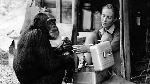 Jane Goodall fand heraus, dass Schimpansen auch Werkzeuge benutzen. Bis die Affenforscherin ihre Beobachtungen veröffentlichte dachte man, dass der Gebrauch von Werkzeugen den Menschen vorbehalten sei.  (Foto: picture-alliance / Reportdienste, picture-alliance / Reportdienste)