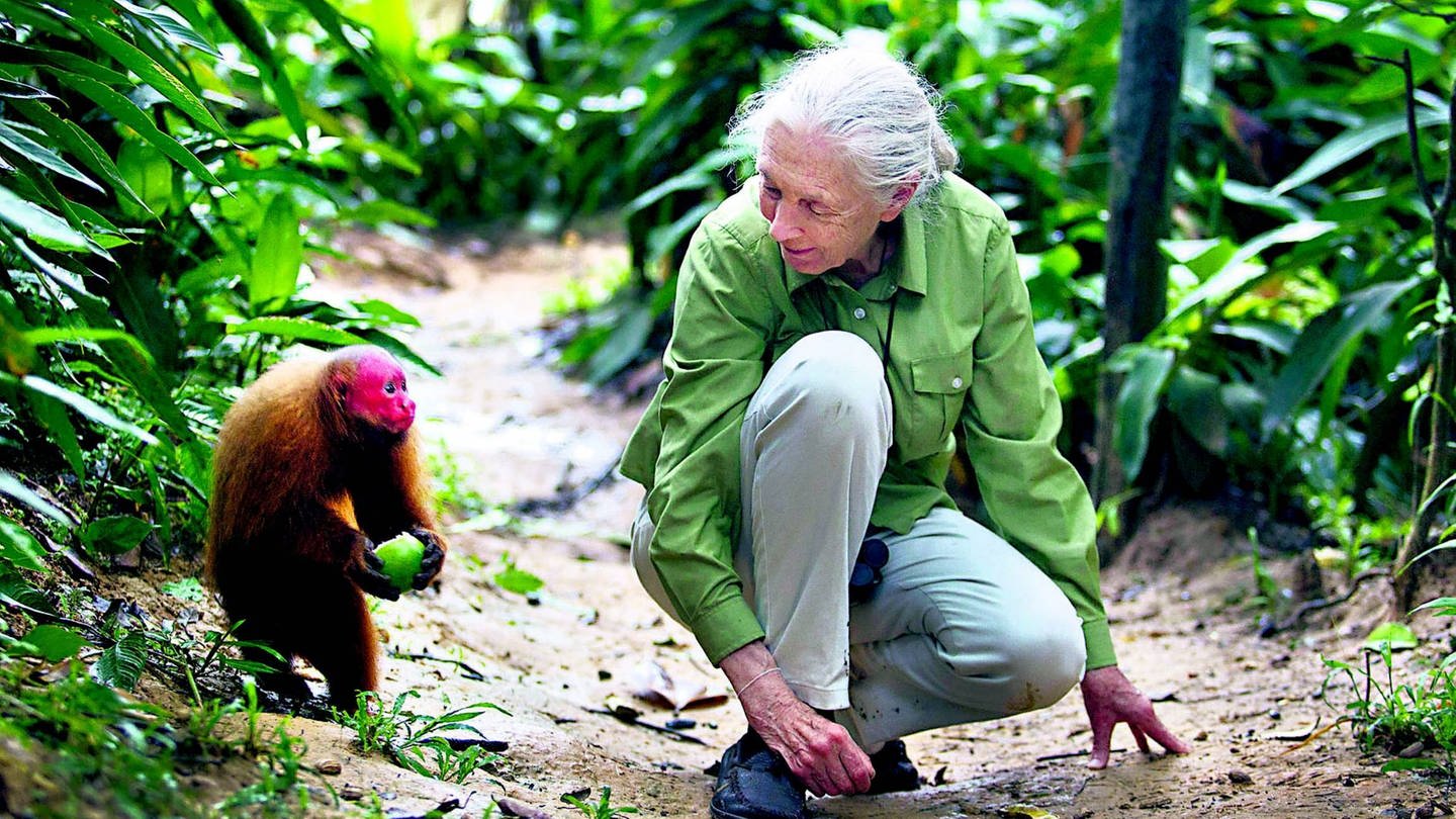 Jane Goodall ist weltweit bekannt für ihre Forschung mit Schimpansen. Doch am Anfang war die Wissenschaftswelt skeptisch: Stimmte es wirklich, was die junge Engländerin im Busch glaubte, gesehen zu haben? Am 3. April 2024 feierte die wohl berühmteste Affenforscherin ihren 90. Geburtstag. (Foto: IMAGO, imago images / ZUMA Press)