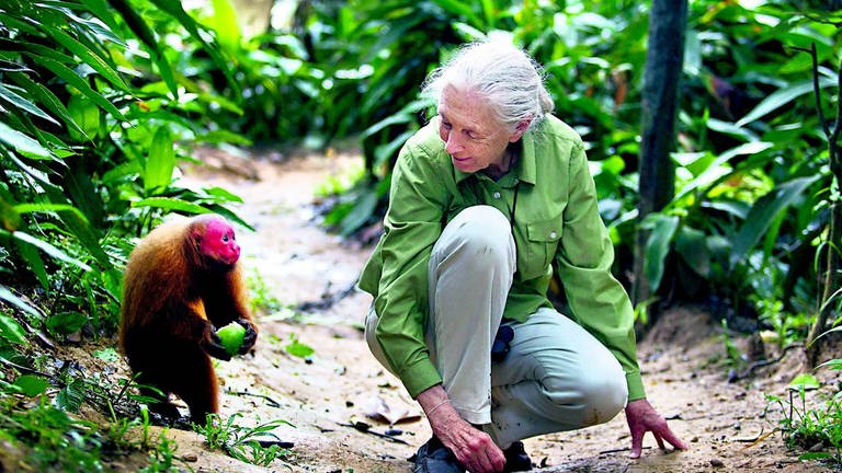 Jane Goodall ist weltweit bekannt für ihre Forschung mit Schimpansen. Doch am Anfang war die Wissenschaftswelt skeptisch: Stimmte es wirklich, was die junge Engländerin im Busch glaubte, gesehen zu haben? Am 3. April 2024 feierte die wohl berühmteste Affenforscherin ihren 90. Geburtstag. (Foto: IMAGO, imago images / ZUMA Press)