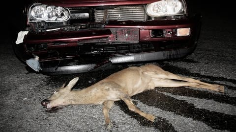 Rund alle 90 Sekunden stirbt ein Wildtier auf deutschen Straßen. Allerdings werden in Deutschland beileibe nicht alle Wildunfälle statistisch erfasst. Es gibt eine hohe Dunkelziffer bei den Tieren, die auf deutschen Straßen den Tod finden. (Foto: SWR, SWR Wissen)