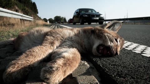 Tod auf der Straße: Wie lässt sich das Überleben von Luchsen sichern? Viele der Tiere werden überfahren, bevor sie geschlechtsreif sind. Wildunfälle sind in Deutschland ein unterschätztes Problem. (Foto: SWR, SWR Wissen)