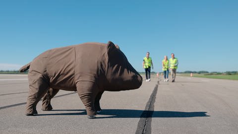 Sicherheits-Test: Schwein trifft Mensch. Es wird gestestet, wie Wildunfälle verhindert werden können, damit weniger Tiere auf deutschen Straßen den Tod finden.  (Foto: SWR, SWR Wissen)