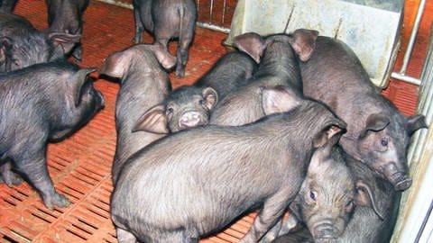 In China haben sich bereits Menschen mit dem neuen, von Schweinen übertragenen, Influenzavirus infiziert. (Foto: IMAGO,  imago/China Foto Press)