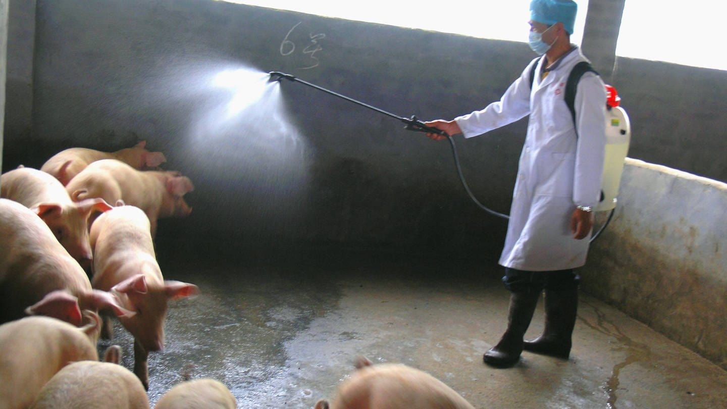 Schweinegrippe-Virus in China - Bauer desinfiziert Schweine (Foto: IMAGO, Imago XINHUA)