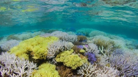 Korallen reagieren sehr empfindlich auf starke Temperaturschwankungen im Meer. (Foto: Pressestelle, The Ocean Agency/XL Catlin Seaview Survey)