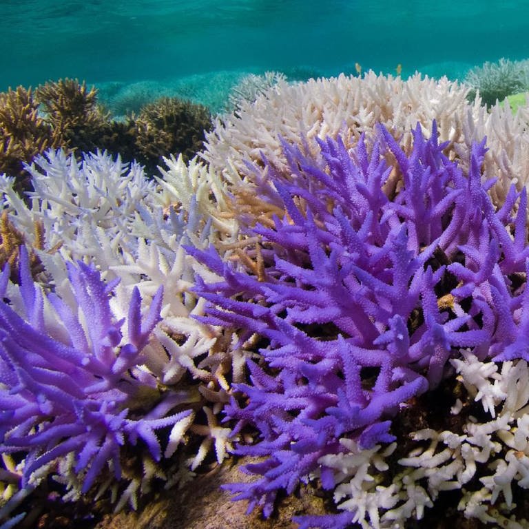 Korallen leuchten als Reaktion auf Klimawandel. (Foto: Pressestelle, The Ocean Agency/XL Catlin Seaview Survey)