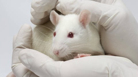 Sportliche Mäuse entwickeln in der Leber ein bestimmtes Protein, das Entzündungsprozesse hemmt und einen Einfluss auf die Blutgerinnung hat.