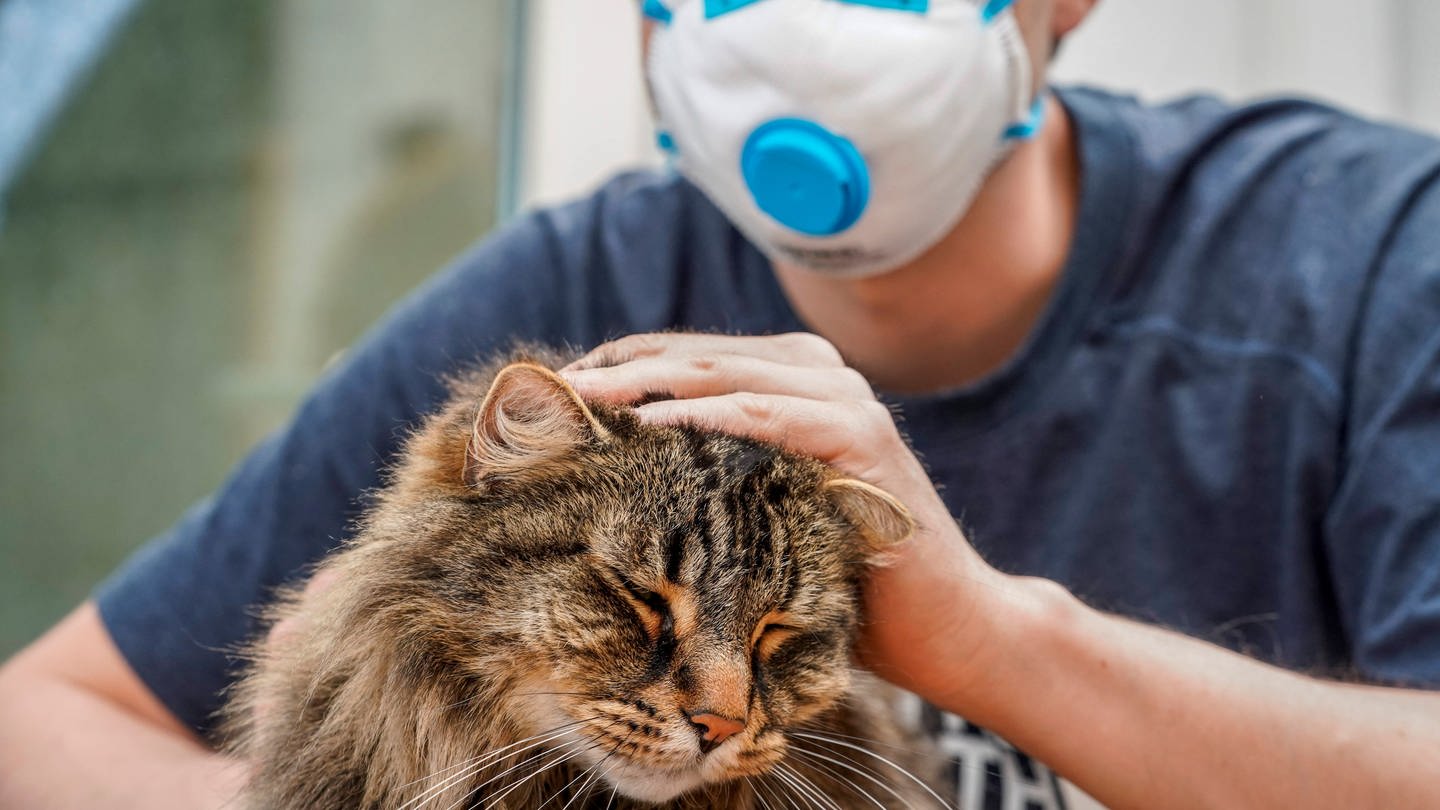 Auch Katzen können sich mit Coronaviren infizieren. Dass Katzen das Virus auch umgekehrt auf Menschen übertragen können, gilt nach aktuellem Stand als eher unwahrscheinlich. (Foto: IMAGO, imago images/ZUMA Wire)