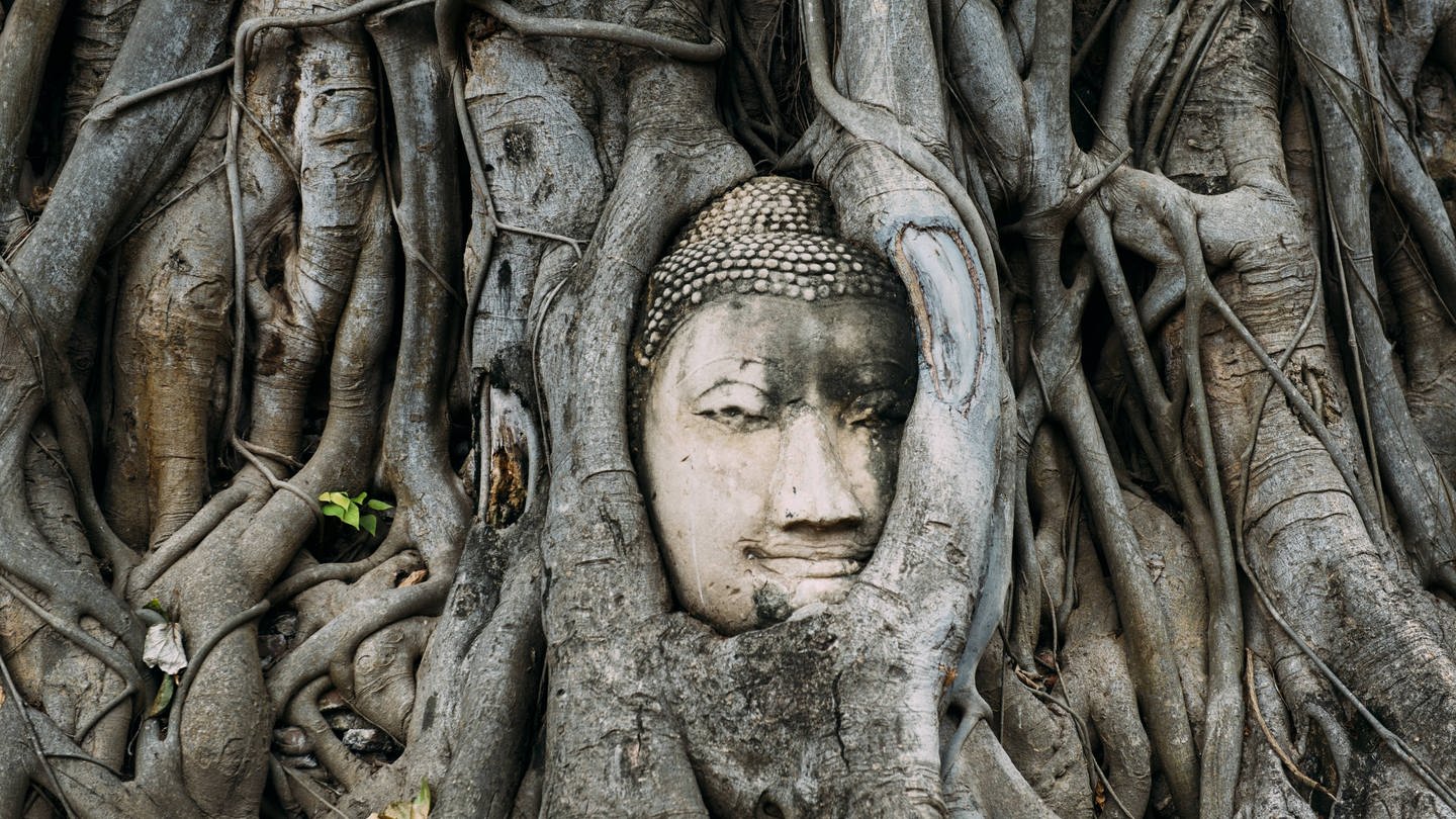 Der Kopf eine Buddhastatue eingewachsen zwischen Wurzeln eines Baumes in Ayutthaya, Thailand (Foto: IMAGO, Gemma Ferrando via www.imago-images.de)