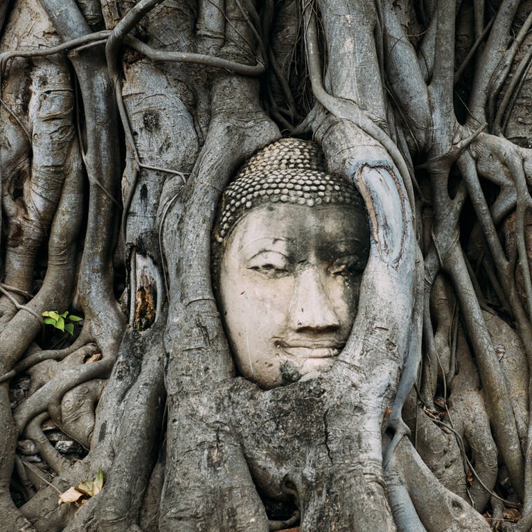 Der Kopf eine Buddhastatue eingewachsen zwischen Wurzeln eines Baumes in Ayutthaya, Thailand (Foto: IMAGO, Gemma Ferrando via www.imago-images.de)