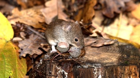 Rötelmäuse übertragen den Hantavirus. Auch im Mäusekot überleben die Viren oft lange Zeit. (Foto: IMAGO, imago images/Reiner Bernhardt)