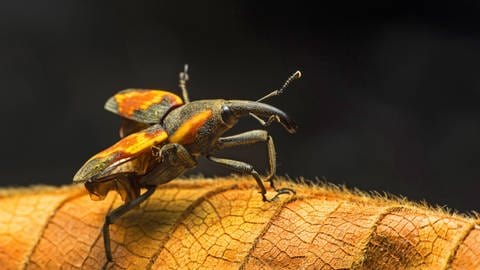 Es gibt nur sehr wenige Daten aus tropischen Ländern, obwohl die die größte Vielfalt an Insekten beherbergen wie zum Beispiel den neotropischer Ruesselkaefer,(Cactophagus spec.). (Foto: IMAGO, imago images / blickwinkel)