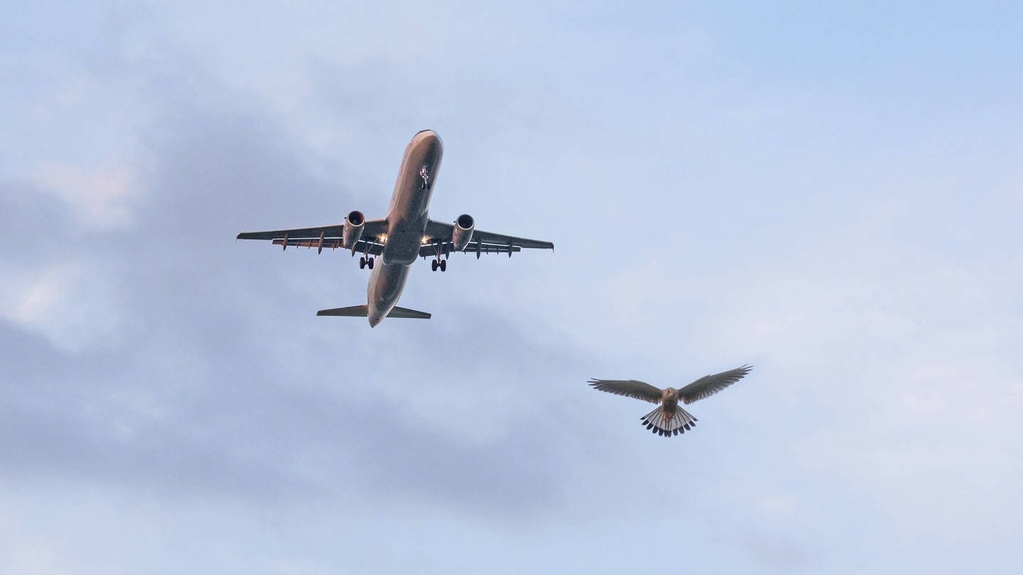 Ein Turmfalke in der Luft neben einem Airbus 320 (Foto: IMAGO, imago/blickwinkel)