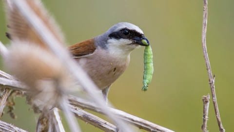 Auch Vögel brauchen Nahrung: Ein männlicher Rotrücken-Würger (Lanius collurio) hat eine Raupe des Taubenschwänzchens im Schnabel. (Foto: IMAGO, imago)