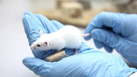 Trainierte Mäuse zeigen bessere Hirnleistungen. Forscher vermuten, dass ein in der Leber produziertes Einweißmolekül dabei eine wichtige Rolle spielen könnte.