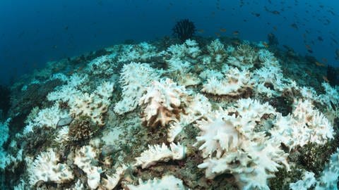 Von der Korallenbleiche sind viele Korallenriffe - wie hier auf den Malediven - betroffen. (Foto: IMAGO, imago/OceanPhoto)