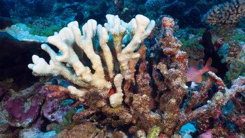 Steigende Meerestemperaturen machen den Korallen zu schaffen. Es kommt zur Korallenbleiche. (Foto: IMAGO,  imago images/OceanPhoto)