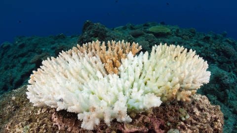 Unter normalen Bedingungen leben Korallen in Symbiose mit Algen, die sie mit Nährstoffen versorgen und vor starker Sonneneinstrahlung schützen. (Foto: IMAGO, imago images/OceanPhoto)