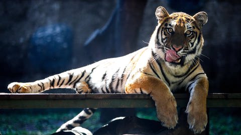 Im New Yorker Zoo haben sich Tiger wohl bei Ihren Tierpflegern mit SARS-CoV-2 angesteckt. (Foto: IMAGO, Agvi Firdaus / INA Photo Agency / imago images )