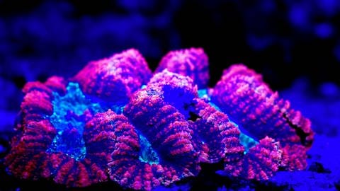 Der von Korallen und Algen gemeinsam entwickelte Schutzmechanismus gibt zumindest einen kleinen Hoffnungsschimmer. Doch ob das für ein Überleben der Korallen reichen wird, ist noch unklar.  (Foto: IMAGO, imago images/Ardea)