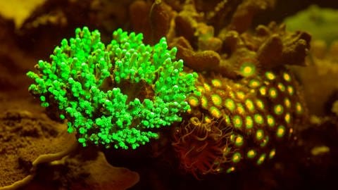 Einige Korallen leuchten als Reaktion auf den Klimawandel. (Foto: IMAGO, imago images/Ardea / Mary Evans / Paulo deOliveira)