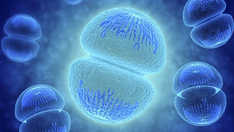 Beim Einsatz des CRISPRCas-Verfahrens an Embryonen kann es zu unerwünschten Zellveränderungen kommen.