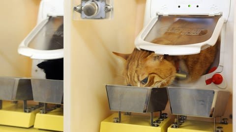 Katzennahrung wird natürlich auch an Katzen getestet. Was vielleicht schmeckt muss nicht unbedingt gesund sein. (Foto: IMAGO, imago/Michael Bahlo)