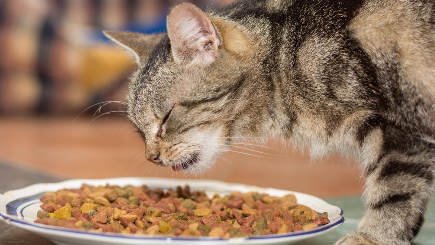 Katzenfutter ist oft von minderer Qualität und alles andere als gesund für die Stubentiger. (Foto: IMAGO, imago/Panthermedia)