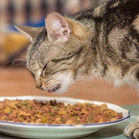 Katzenfutter ist oft von minderer Qualität und alles andere als gesund für die Stubentiger.