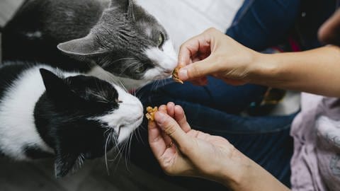 Zu wenig natürliche Nahrung kann auch schädlich für das Gebiss der Katzen sein. (Foto: IMAGO, imago/Westend61)