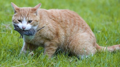 Katzen sind von Natur aus Fleischfresser. Katzen vegan zu ernähren ist aus Expertensicht keine gute Idee. (Foto: IMAGO, imago images/Just Pictures)