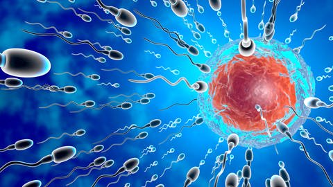 Hormonelle Verhütung ist bei Männern schwierig: Täglich produzieren Männer MIllionen von Spermien.  (Foto: IMAGO, imago images/Westend61)