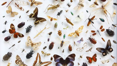 Eine Vielfalt von Insekten aus der Sammlung des Museums fuer Naturkunde in Berlin (Foto: IMAGO, Imago/epd)