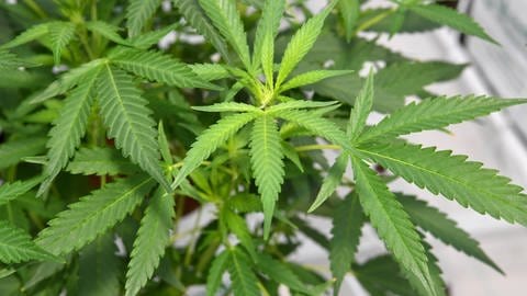 Es gibt Studien, die zeigen, dass Cannabis einen positiven Einfluss auf den Verlauf einer Epilepsie haben kann. (Foto: IMAGO, imago images / AAP)