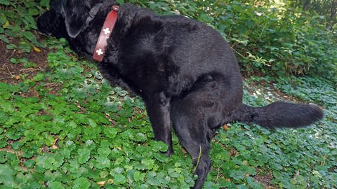 Ein Hund mit 15 kg Gewicht scheidet im Laufe eines Hundelebens rund eine Tonne Kot aus. Der sollte zumindest umweltgerecht entsorgt werden. 