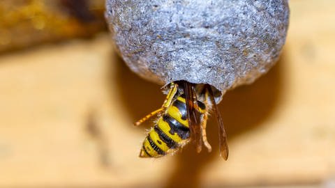 Wespen stehen unter Naturschutz. Man sollte daher gut abwägen, ob von einem Nest tatsächlich Gefahr ausgeht. 